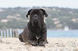 CANE CORSO 634
